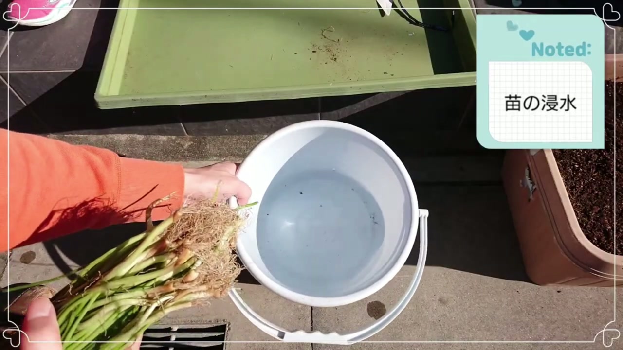 乾いた玉ねぎ苗の根だけを水へ浸ける動画画像