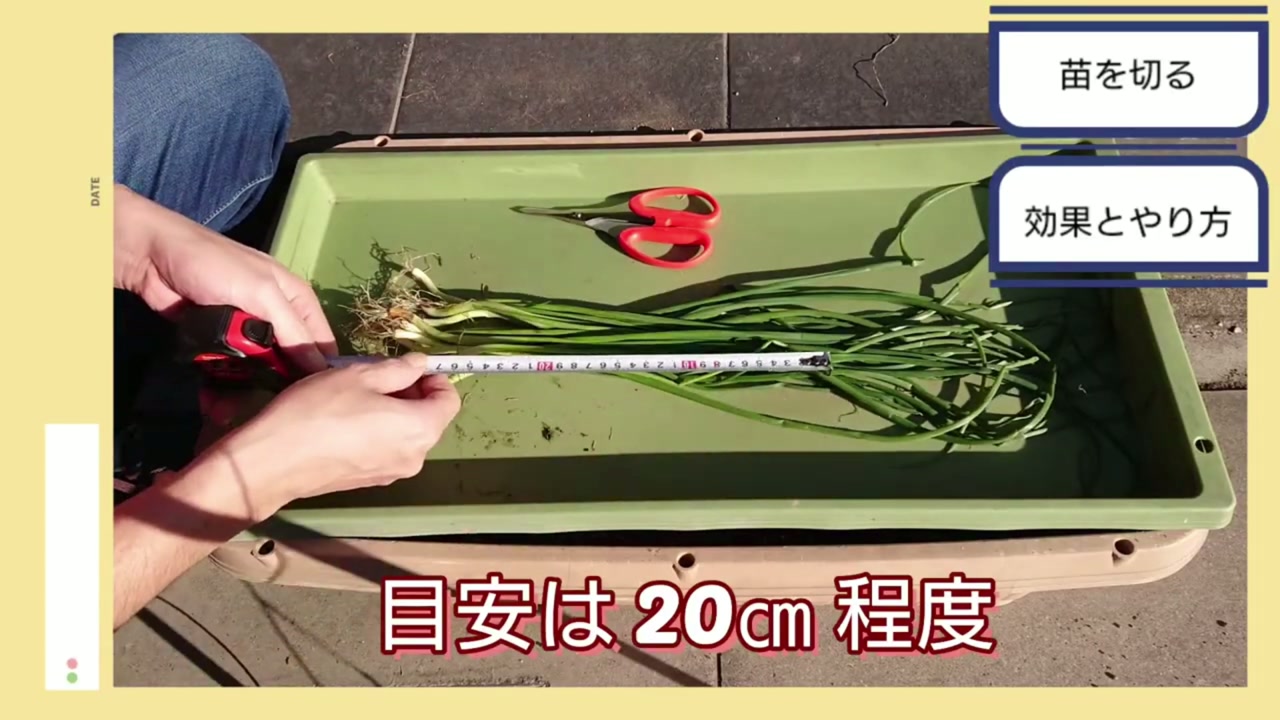 玉ねぎ苗の葉を15から20センチ残して切る動画画像