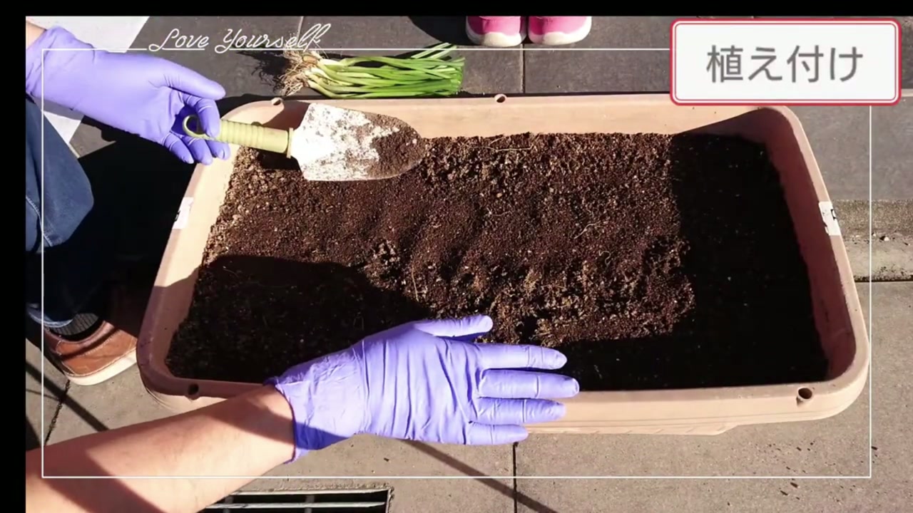 玉ねぎを植える土の酸度と堆肥と元肥を確認する動画画像