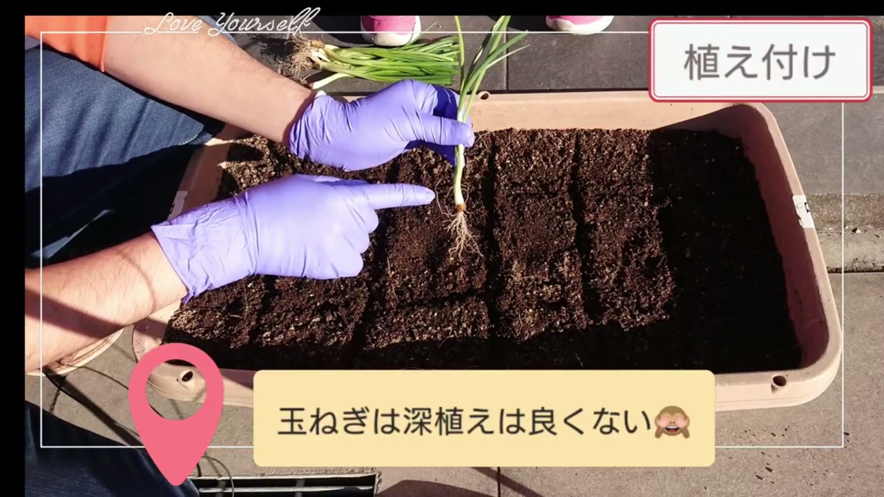 玉ねぎ苗を白い部分の半分ほどまで浅く植える動画画像