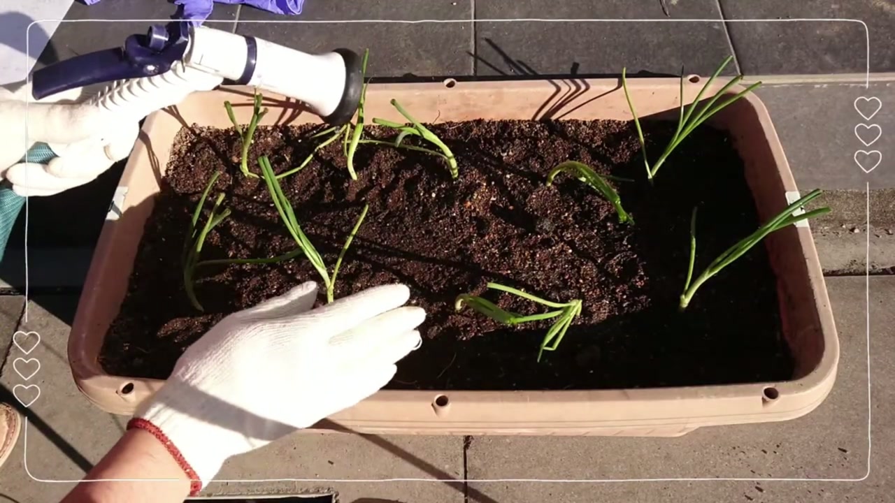 浅く植えた玉ねぎ苗を倒さないよう水やりする動画画像