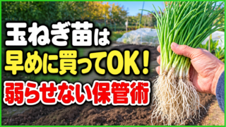 玉ねぎ苗は早めに買っても大丈夫で弱らせない保管術が分かると伝えるアイキャッチ