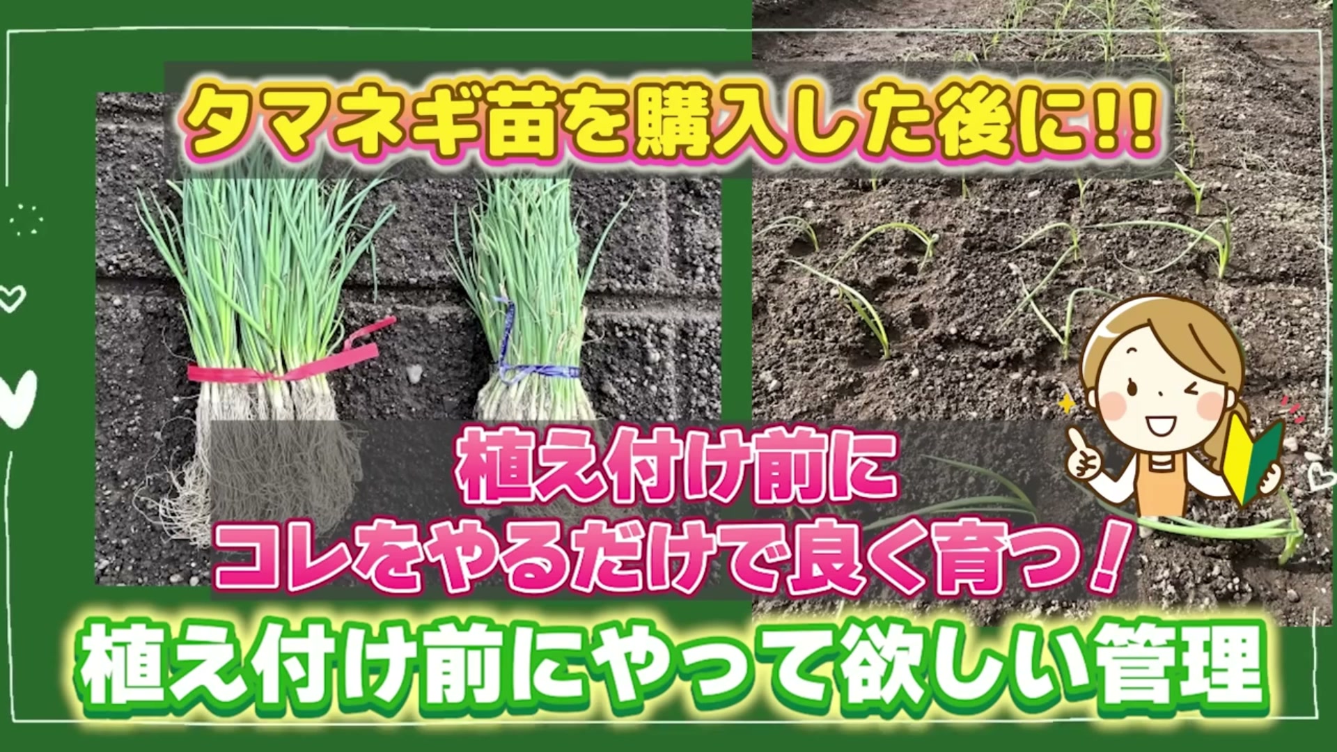 良い玉ねぎ苗を見つけた時は先に確保して保管できると伝える動画画像