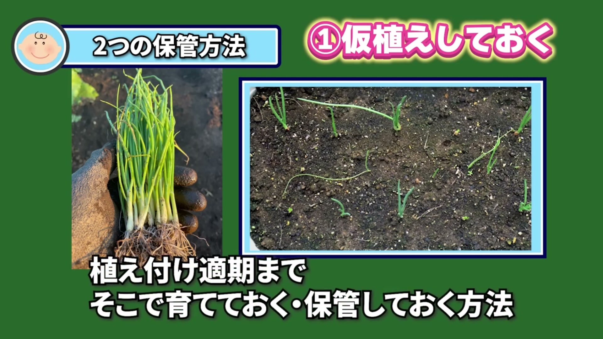 玉ねぎ苗の根が隠れるよう植え付け適期まで仮植えする動画画像