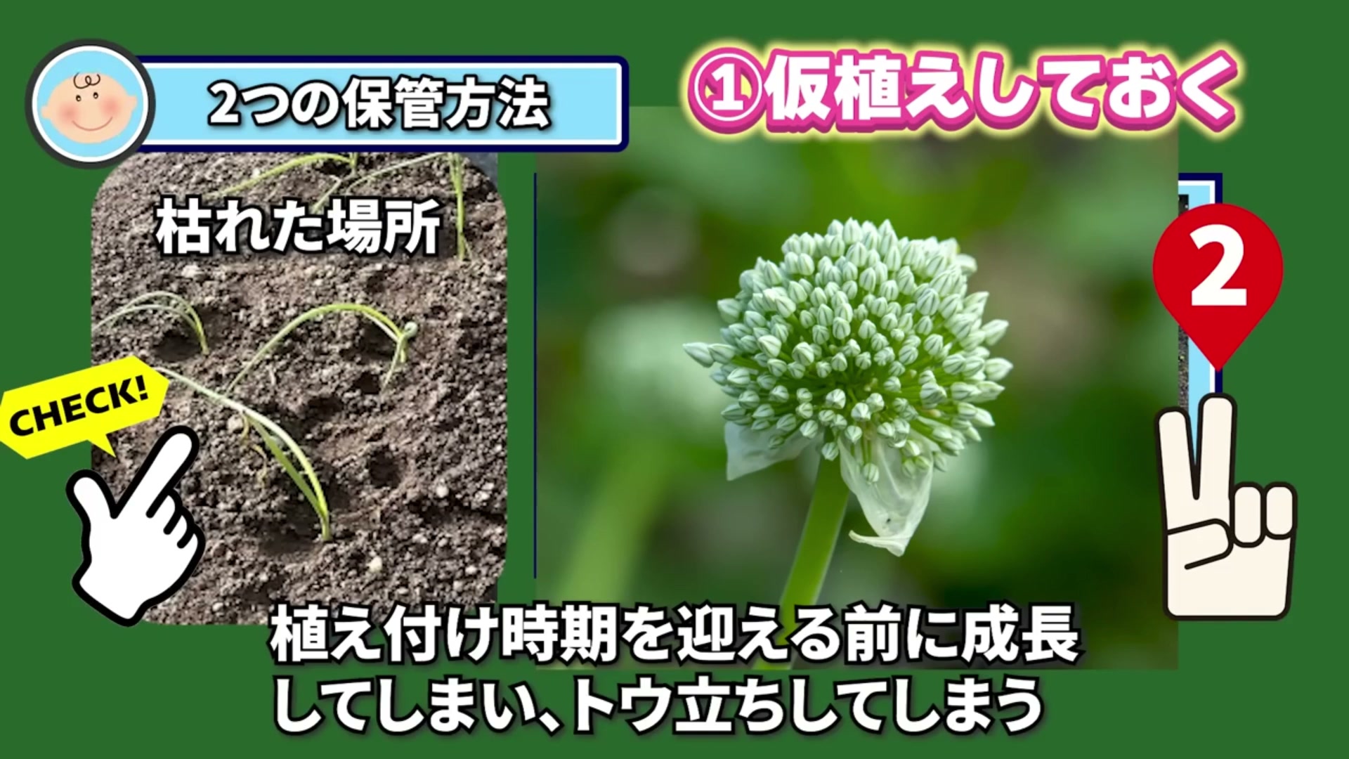 玉ねぎ苗を仮植えで育て過ぎるととう立ちにつながると伝える動画画像