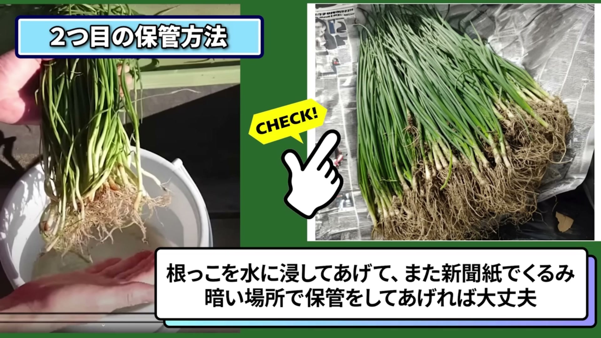 仮植えする場所がない時に玉ねぎ苗を新聞紙で包んで保管する動画画像