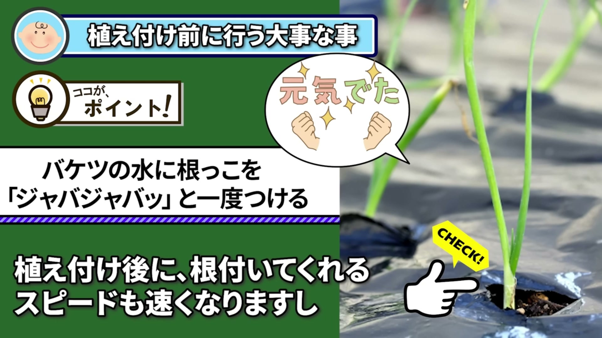 植え付け前に玉ねぎ苗の根だけを水へ浸けて水分を戻す動画画像