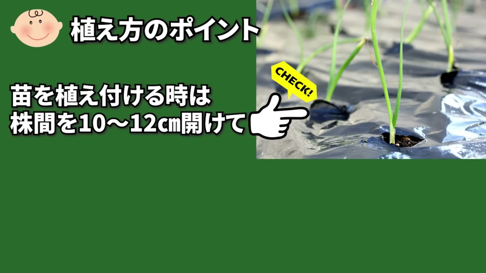 保管後の玉ねぎ苗を株間10から12センチほど空けて植える動画画像