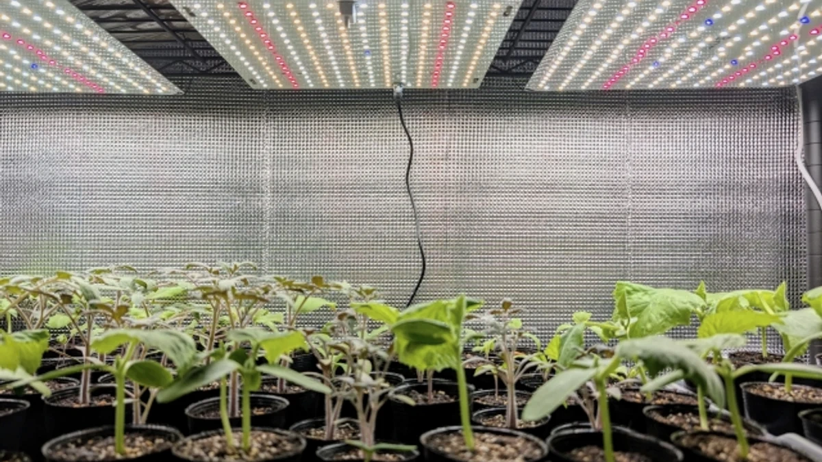 室内で植物育成ライトを使って苗を育てる実写