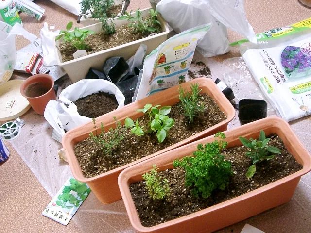 プランターへ野菜用培養土を入れて栽培準備をする実写