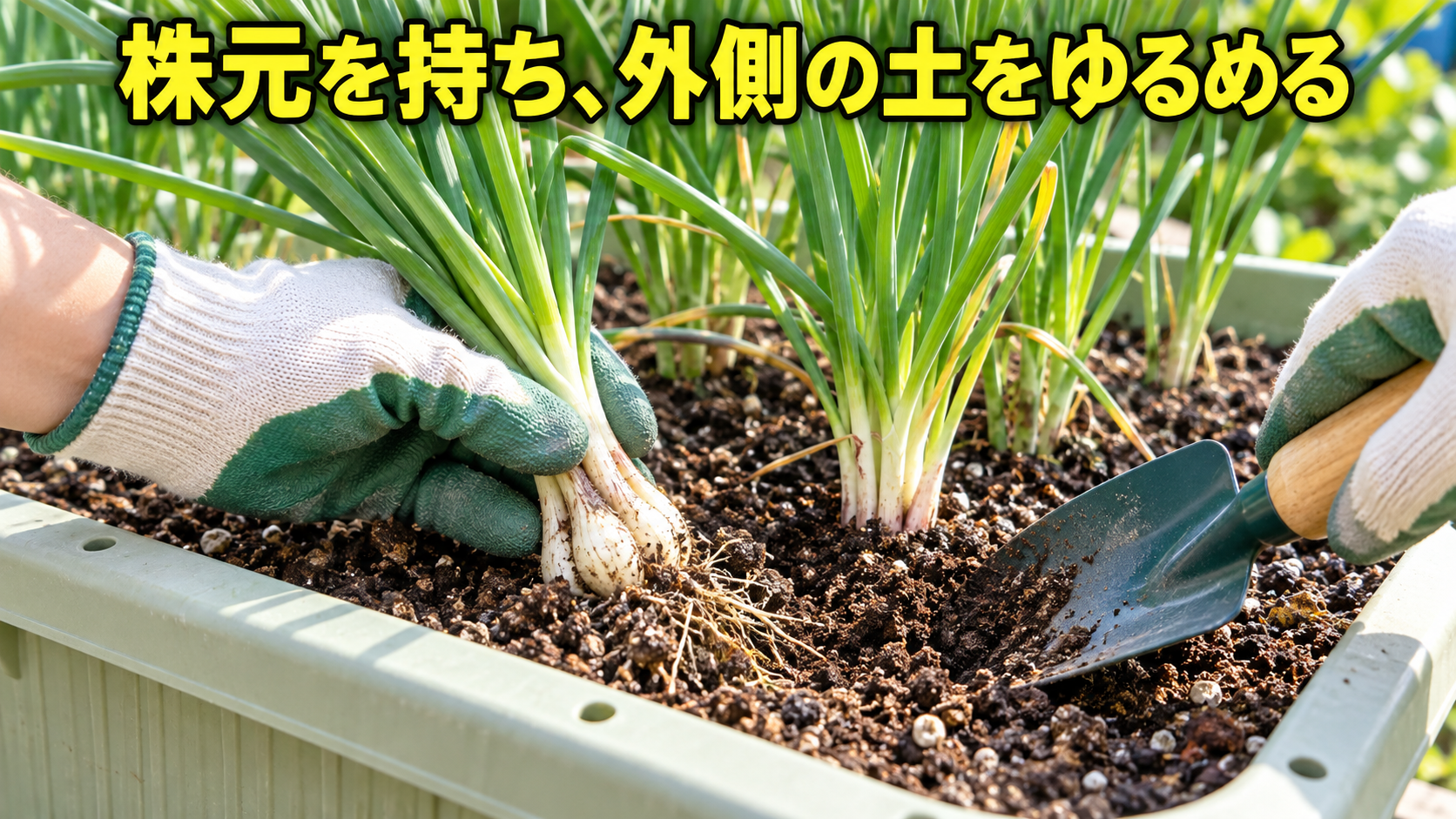 エシャレットの株元を持ち外側の土をゆるめる収穫方法