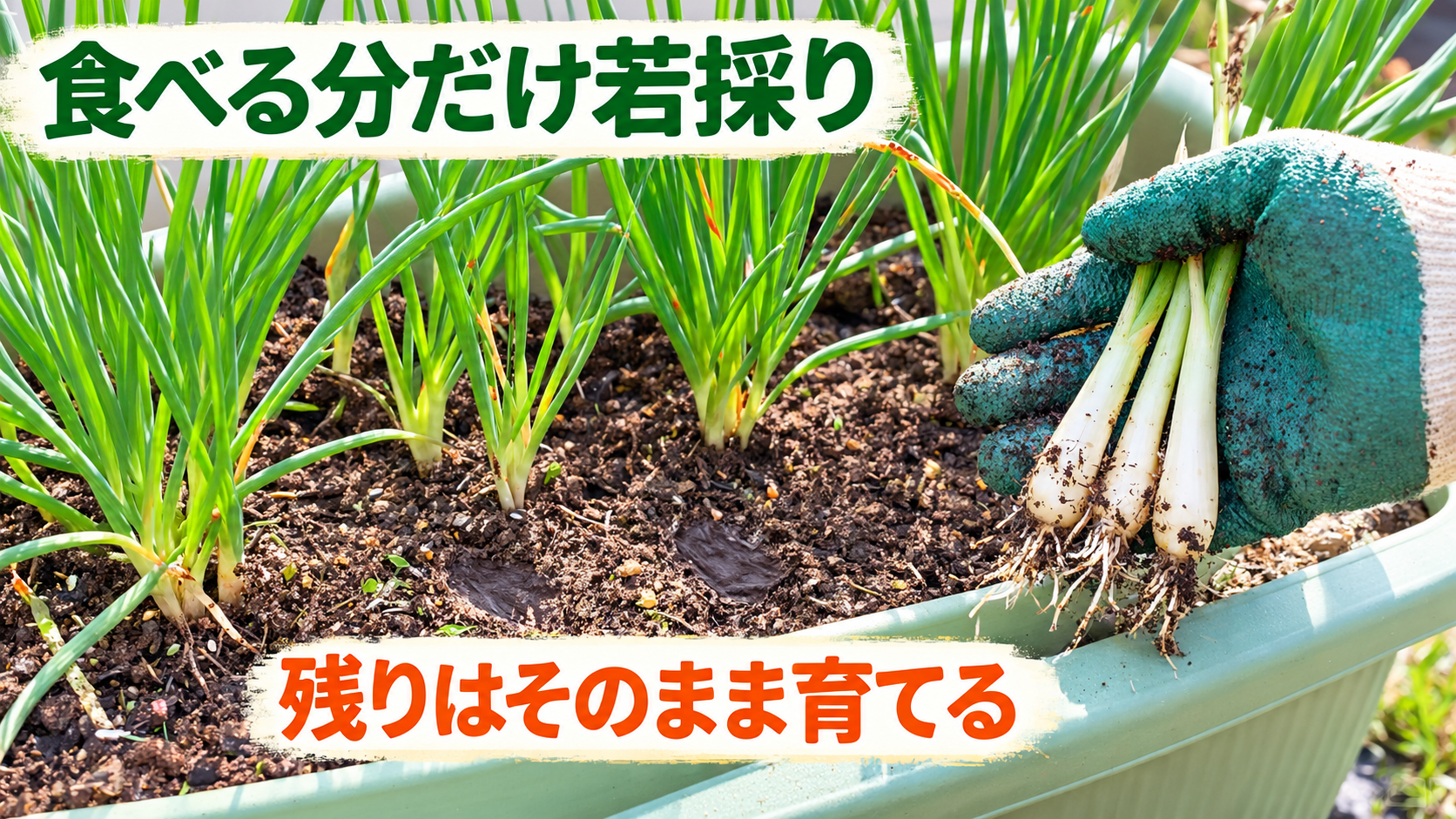 食べる分だけ若採りして残りのらっきょうを育てる
