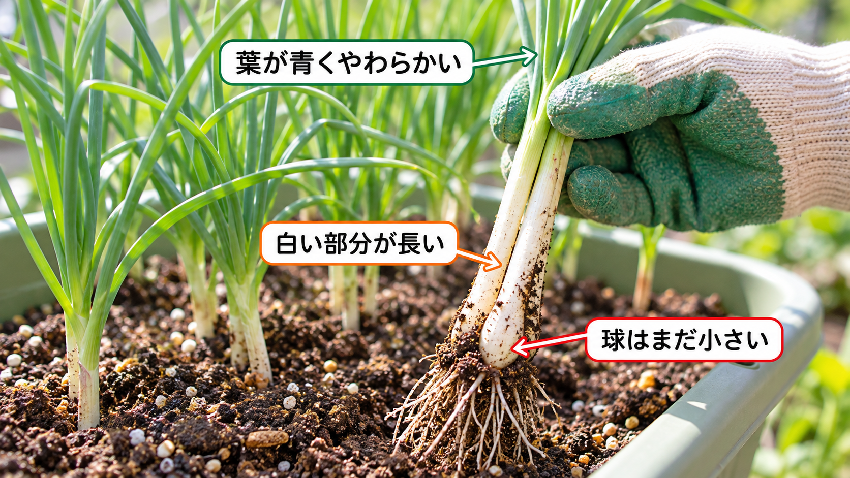 エシャレットの採りどきを見極める3つのサイン