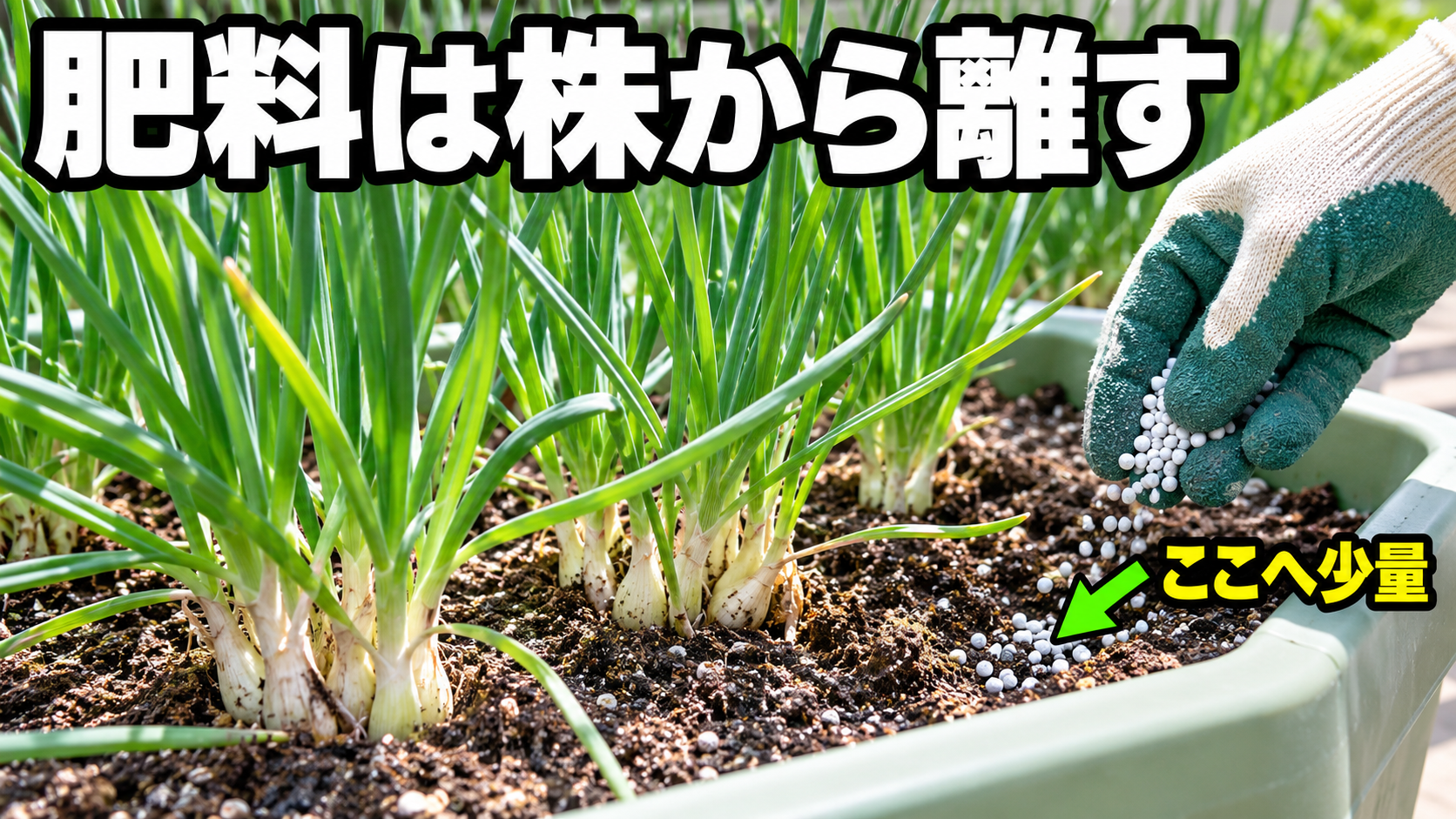 ラッキョウの株元を避けて肥料を置く場所