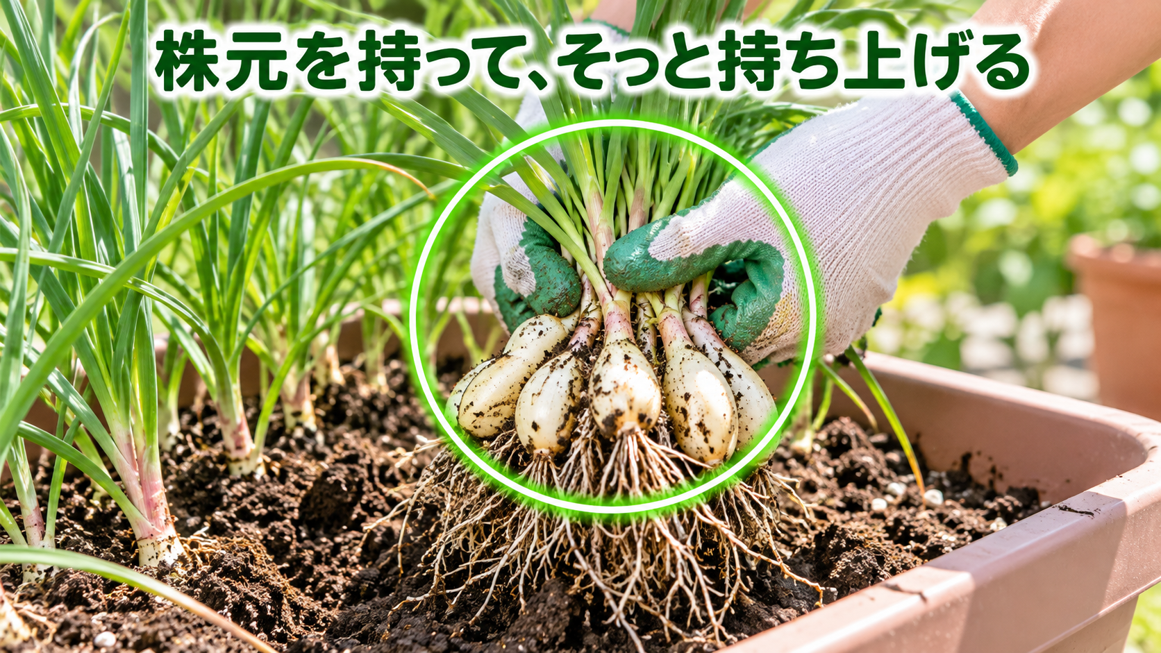 土をゆるめた後に株元を持ってラッキョウを持ち上げる方法