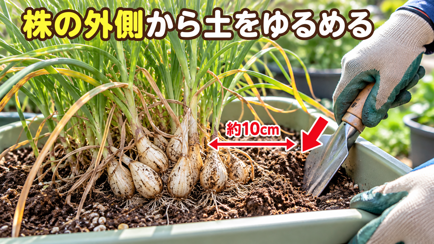 株の約10cm外側から土をゆるめるラッキョウの掘り始め