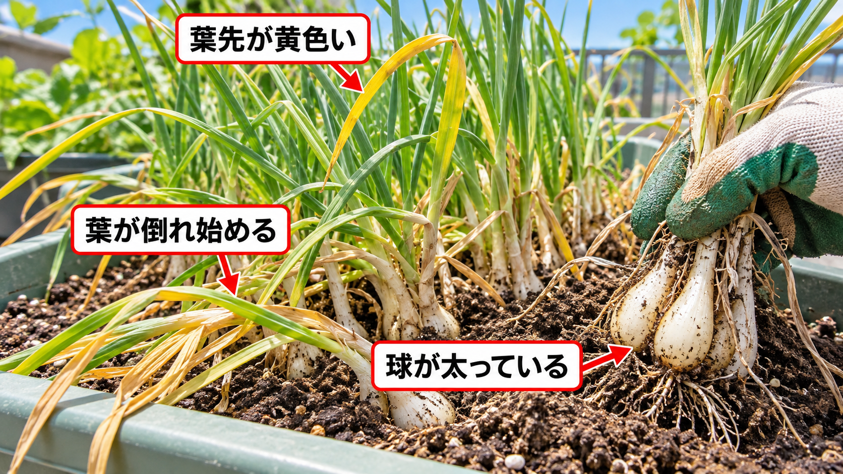 ラッキョウの本収穫を決める葉と球の3つのサイン