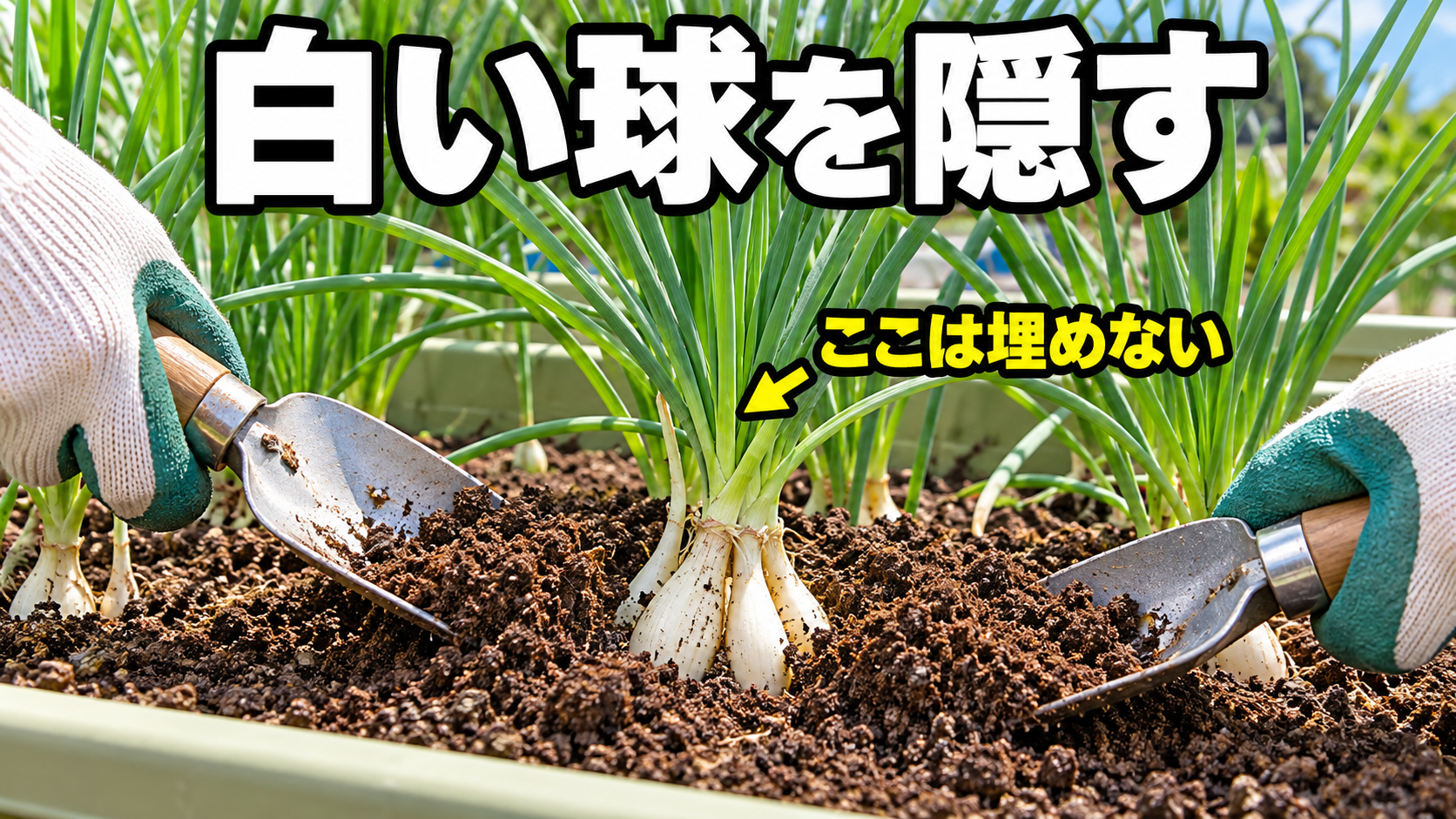 露出した白い球を隠し葉の中心は埋めない土寄せ