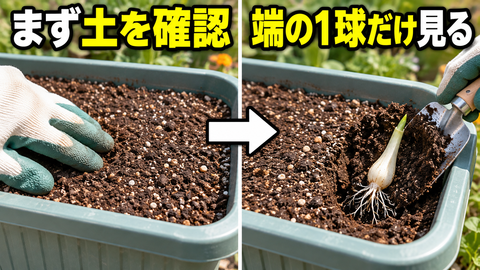 ラッキョウの芽が出ない時に土を確認して端の1球だけ掘る手順
