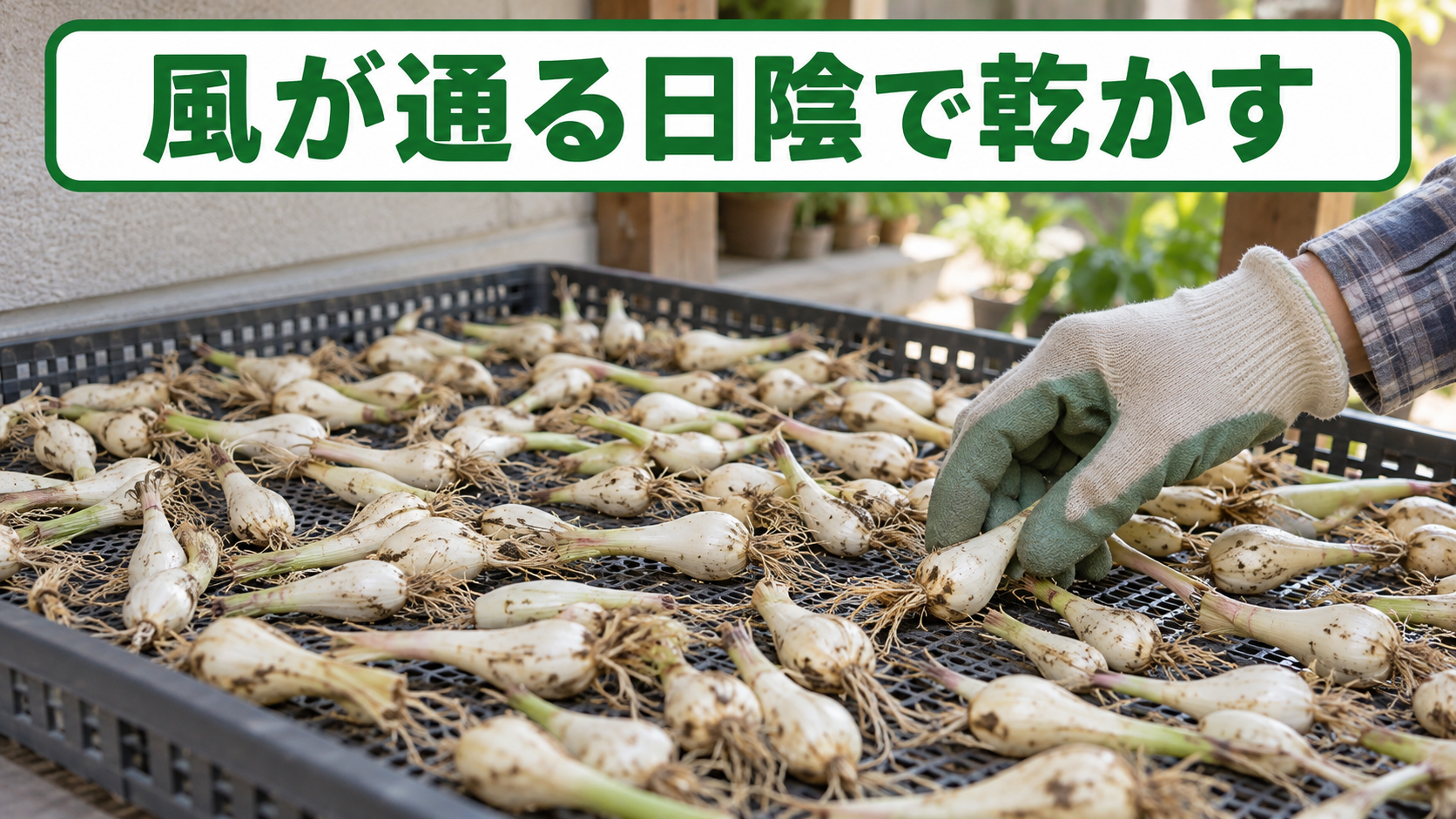 ラッキョウの種球を風が通る日陰で乾かす