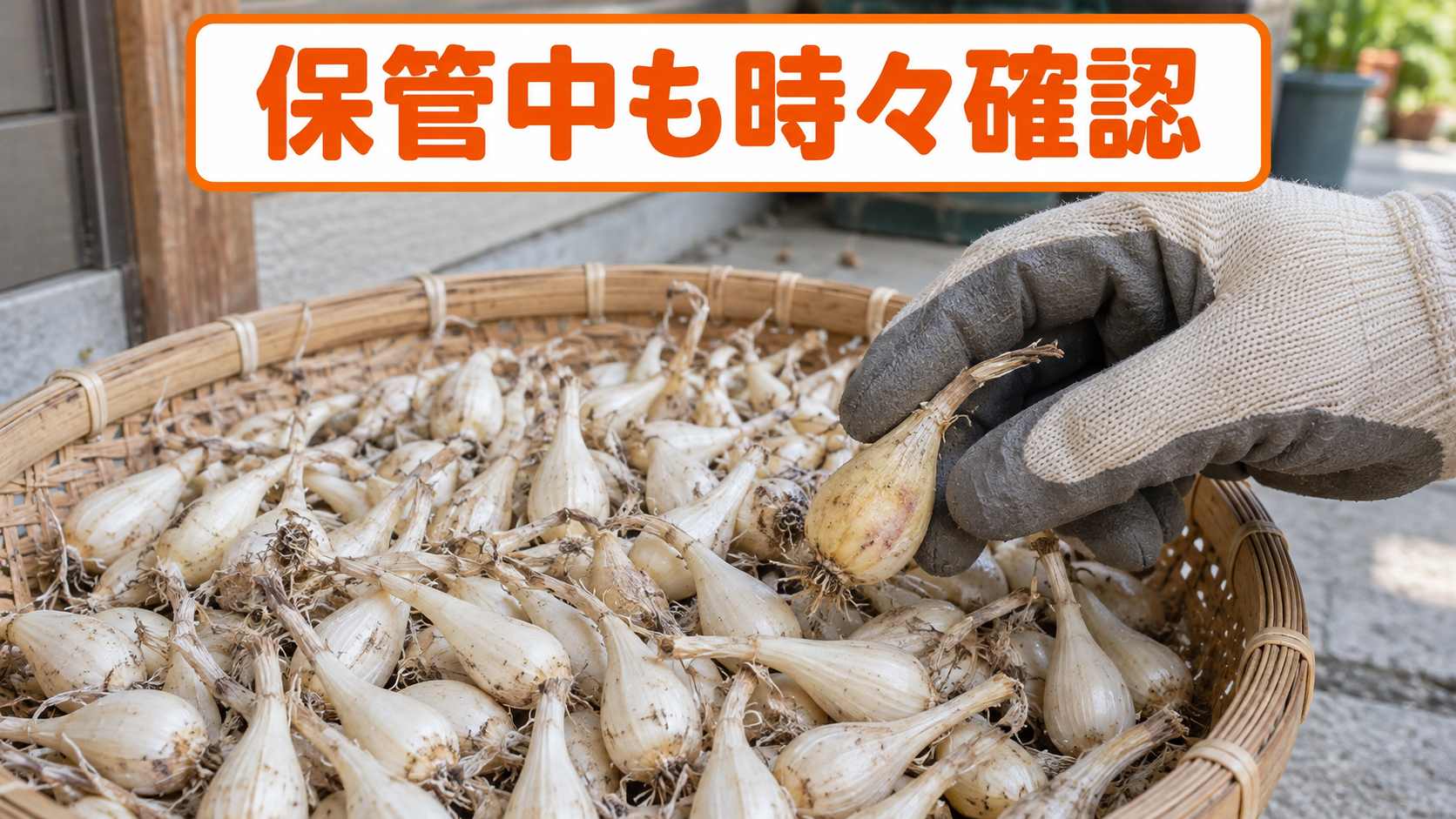 保管中のラッキョウから傷み始めた球を取り除く
