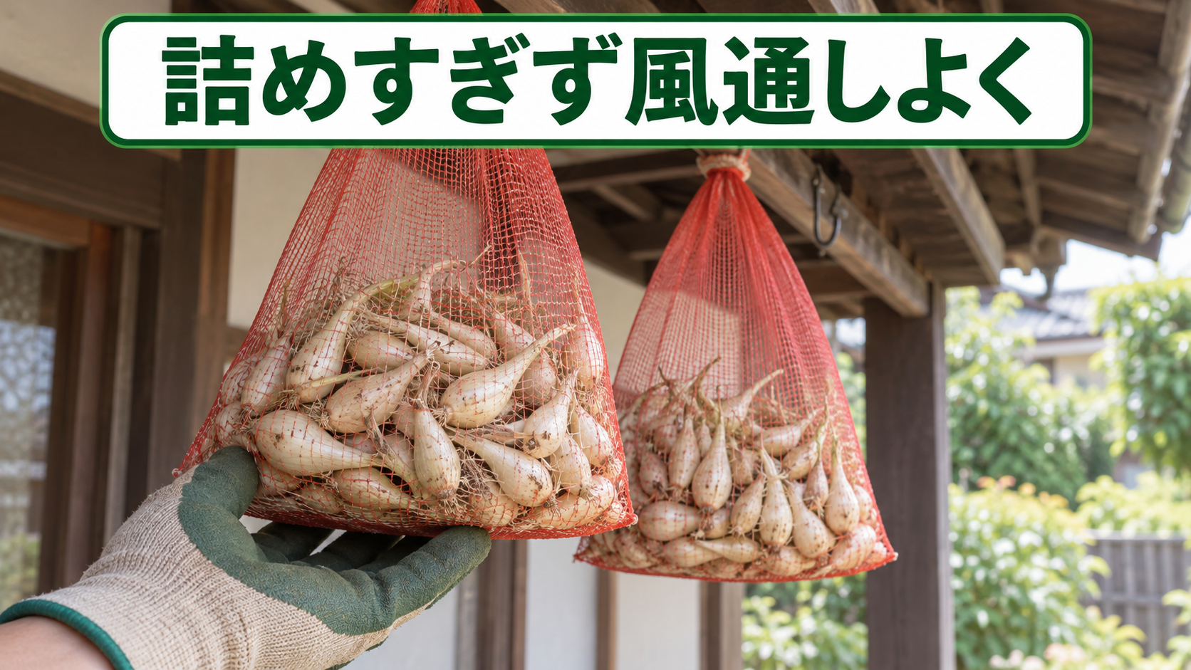 ラッキョウの種球を詰めすぎず風通しよく保管する