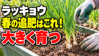 ラッキョウの春の追肥で大きく育てるコツを紹介する記事アイキャッチ