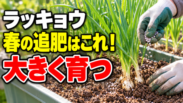 ラッキョウの春の追肥で大きく育てるコツを紹介する記事アイキャッチ