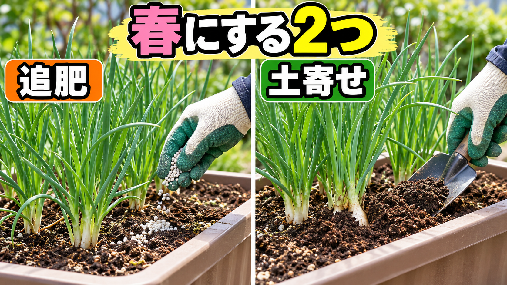 春に行うラッキョウの追肥と土寄せ