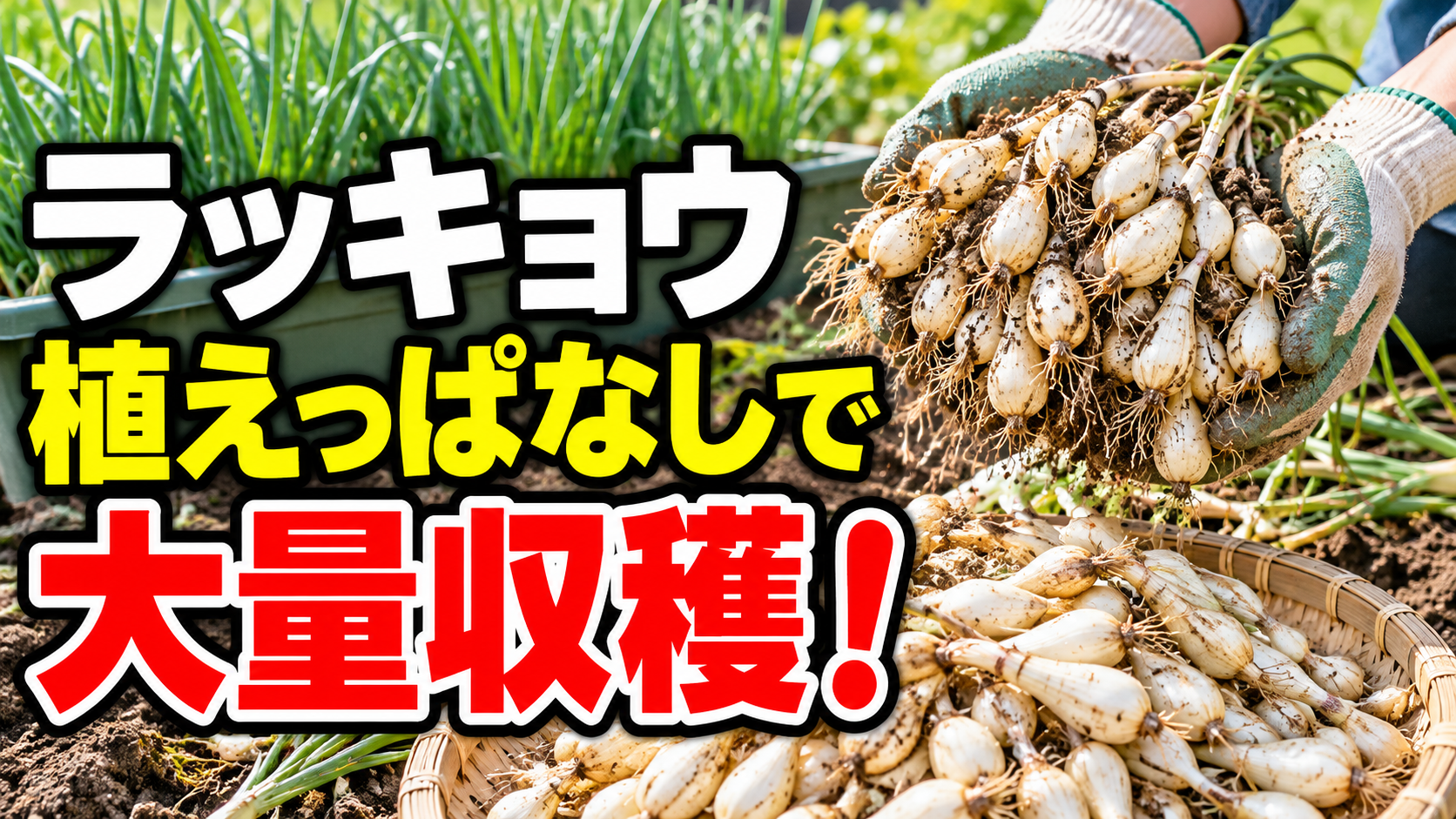 らっきょうは植えっぱなしで大量収穫！初心者でも手間を減らせる♪1年掘り・2年掘りの違い
