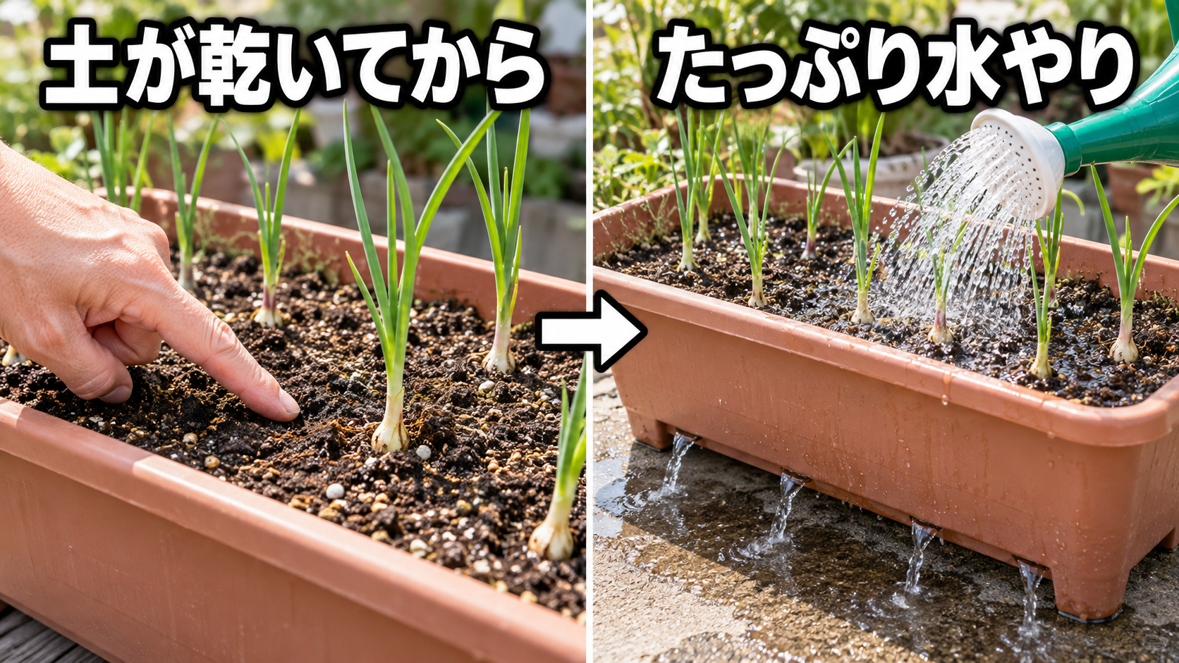 土が乾いてからプランターへたっぷり水やりする