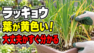 ラッキョウの葉が黄色い時に大丈夫か判断する記事アイキャッチ