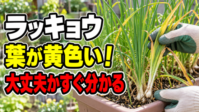 ラッキョウの葉が黄色い時に大丈夫か判断する記事アイキャッチ