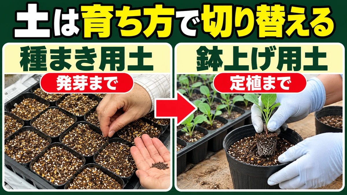 発芽用の種まき用土から定植まで育てる鉢上げ用土へ切り替える図