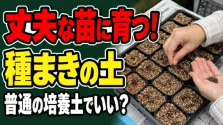 普通の培養土でよいか迷う方へ、丈夫な苗が育つ種まきの土を紹介するアイキャッチ