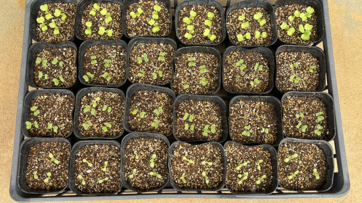 育苗ポットで発芽した野菜苗の写真AC実写