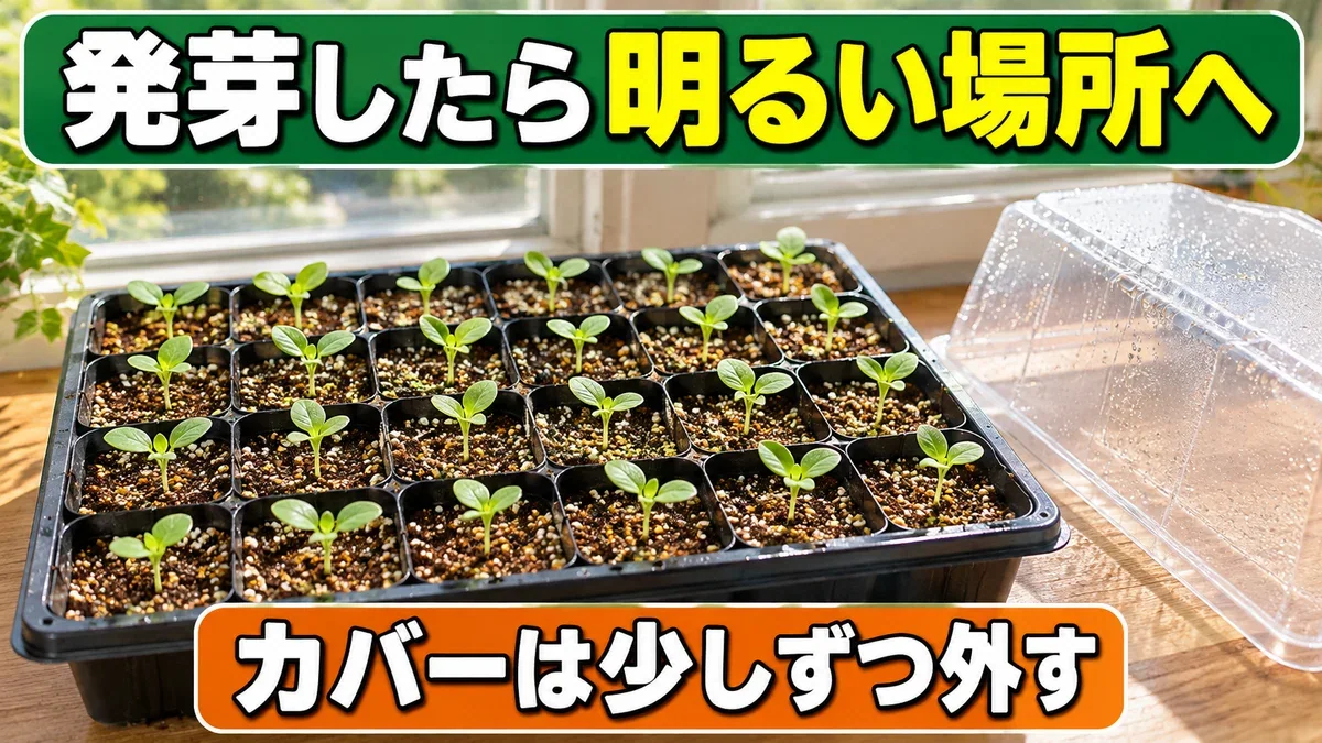 発芽後にカバーを外し、明るい場所で苗を育てる流れ