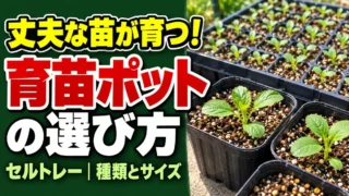 丈夫な苗が育つ育苗ポット・セルトレーの選び方を伝えるアイキャッチ