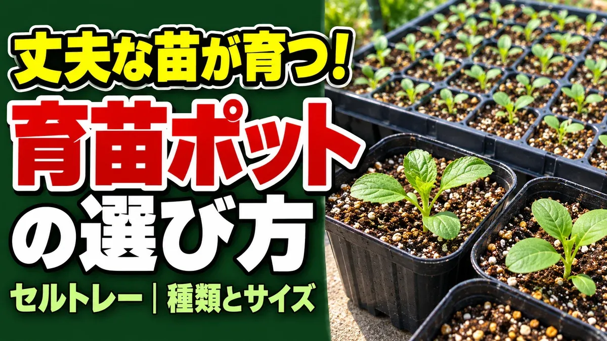 丈夫な苗が育つ育苗ポット・セルトレーの選び方を伝えるアイキャッチ