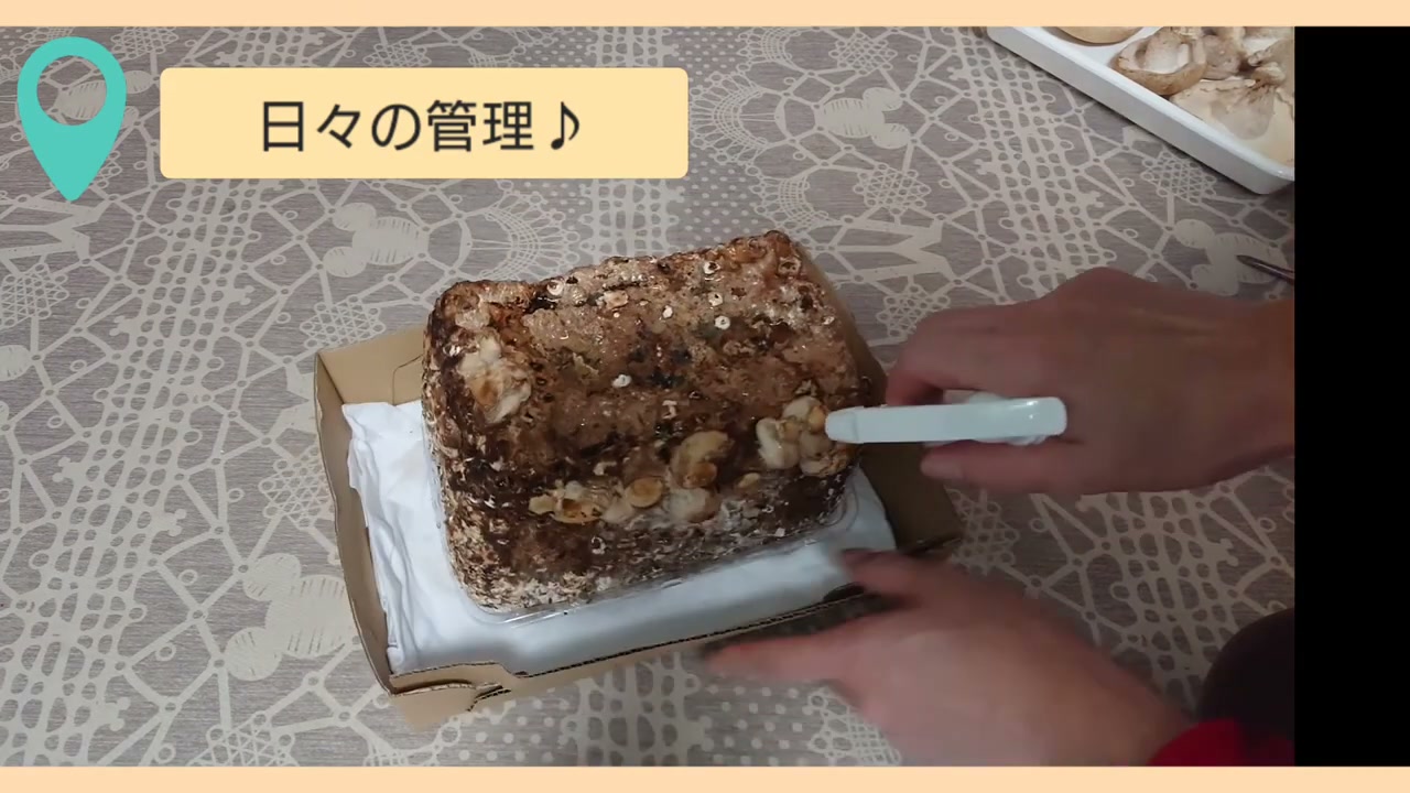 付属の袋をかぶせてしいたけ菌床を保湿する様子