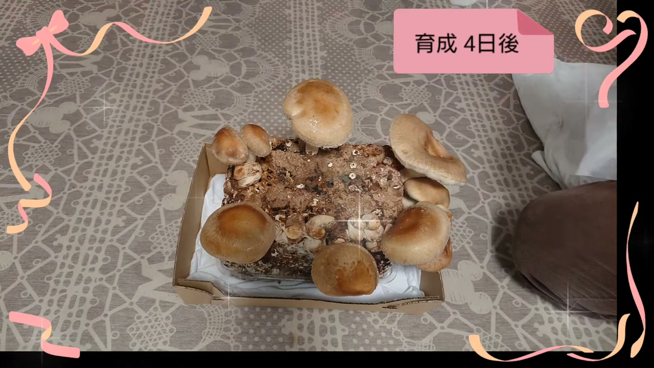育成開始から4日後に大きく育ったしいたけ