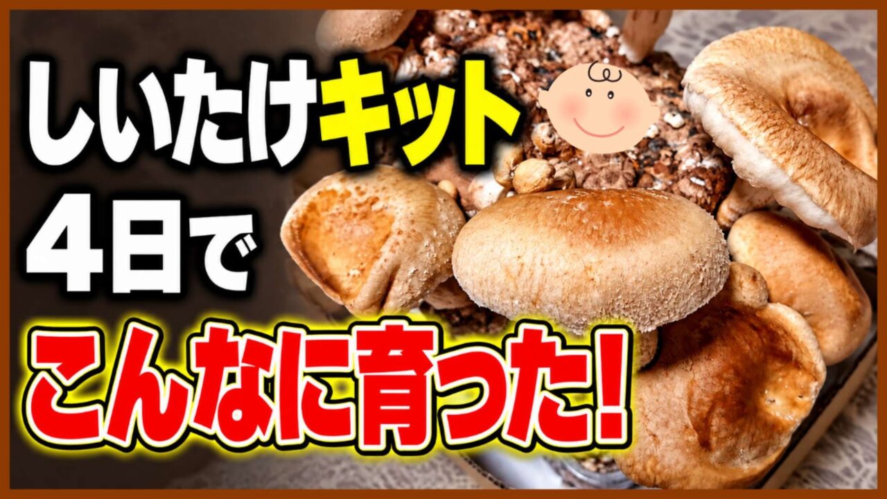 しいたけ栽培キットを4日育てて大きく成長した結果を伝えるアイキャッチ