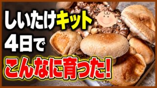 しいたけ栽培キットを4日育てて大きく成長した結果を伝えるアイキャッチ