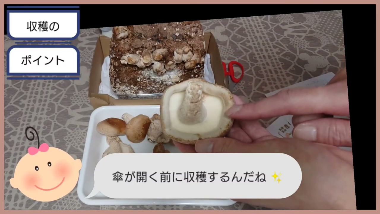 しいたけの傘が開き切る前の収穫タイミング