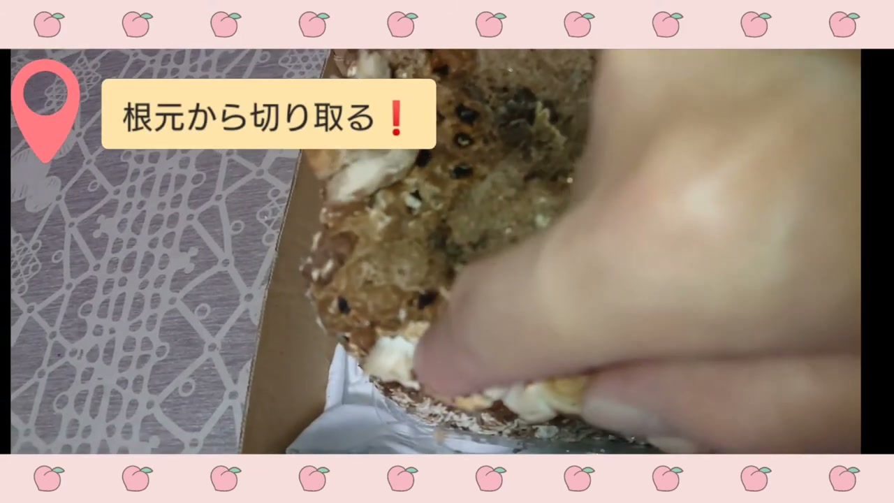 しいたけの軸を菌床の根元から残さず取る様子