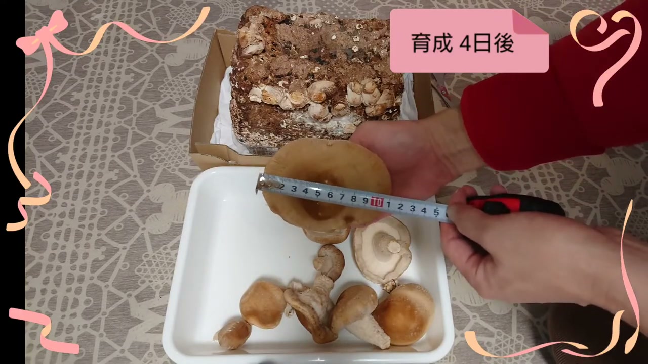 収穫したしいたけの傘を測ると約10cmある様子
