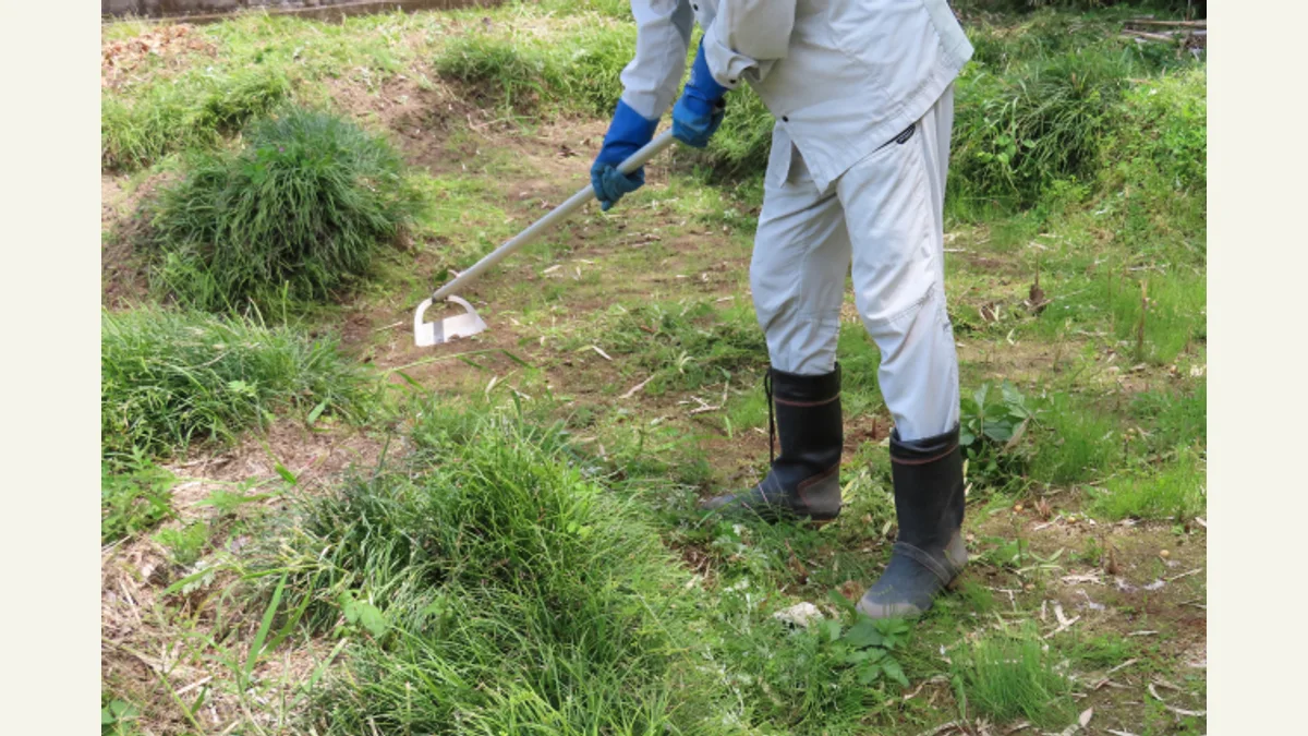 立ったまま長柄の道具で小さい草を削る実写
