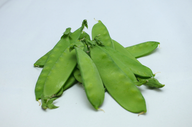 収穫した平たくやわらかな絹さや