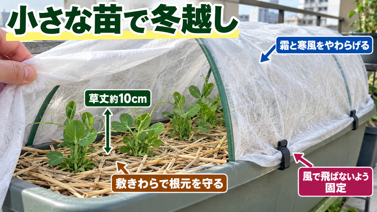 不織布と敷きわらで小さなサヤエンドウ苗を守る