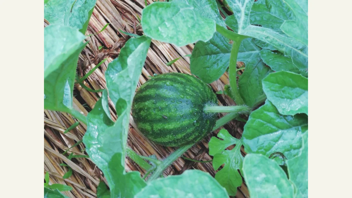 野菜の株元へ敷きわらを広げる実写